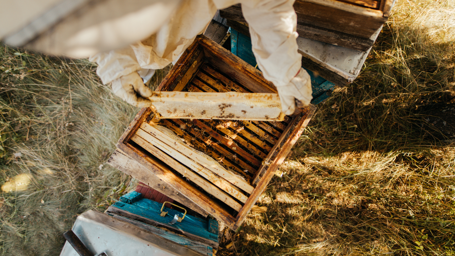 Beekeeper top