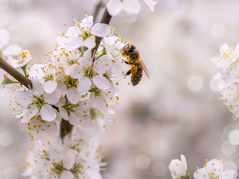 The disappearing bees