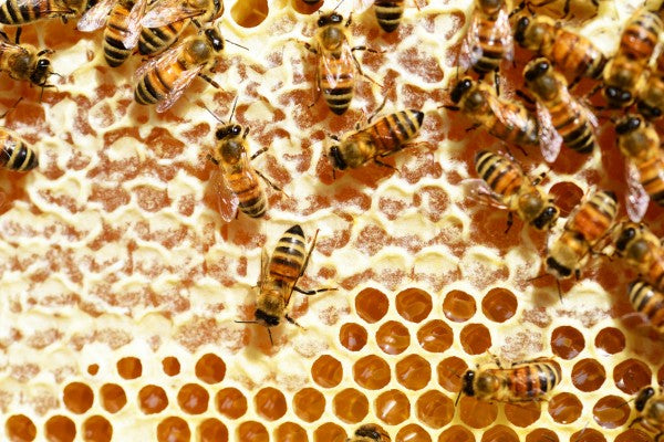 Close-up of bees on honeycomb illustrating the benefits of bees in nature.