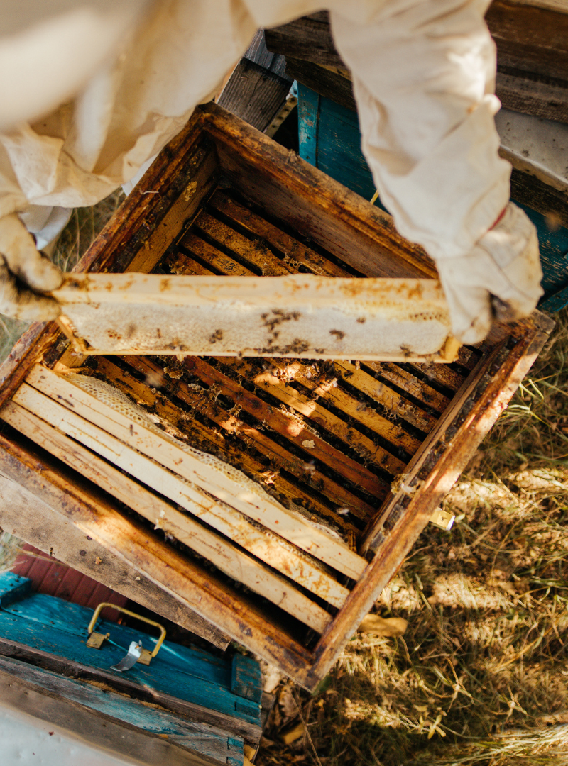 Manuka honey honeycomb beekeeper